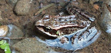 Cascades frog, found in high elevation streams and lakes.