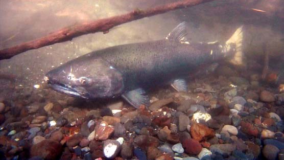 Female adult Chinook salmon