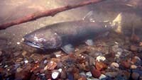Chinook salmon
