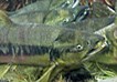 Many chum salmon underwater.