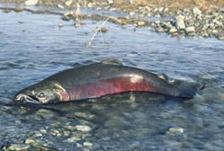 Coho Salmon - Olympic National Park (U.S. National Park Service)