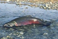 An adult male coho spawns in a shallow stream