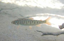 A coho fry in the Elwha River