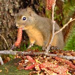 Small brown and orange squirrel eats red alder catkins on a mossy stump