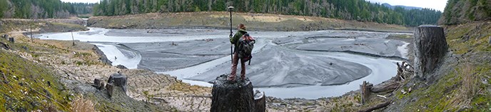 A scientist stands on a tree stump on the bank of the Elwha River.