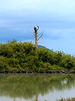 View of the Elwha River estuary.
