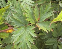 Green, split leaves of the evergreen blackberry plant.