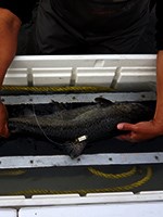 Salmon with a radio tag on its dorsal fin.