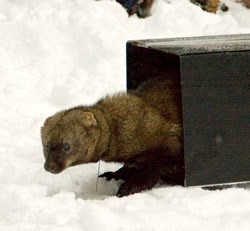A fisher being released to the wild. It tentatively peers out from the cage it was held in.