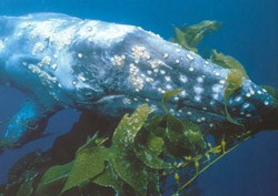 Underwater photo of a gray whale