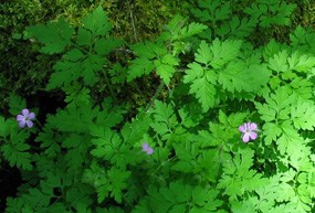 Dappled light shines on a cluster of Herb Robert plants. The plants are leafy and green with small pink flowers.