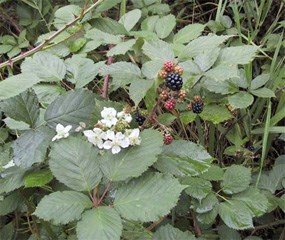 Himalayan Blackberry