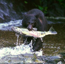 Salmon fishing, Olympic Peninsula