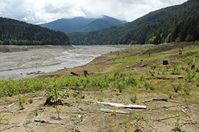 Planted and natural revegetation along the edges of former Lake Mills