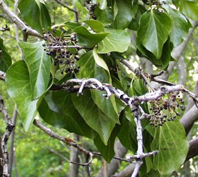 English Ivy