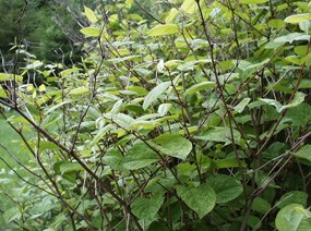 Japanese Knotweed