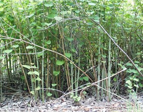 Japanese Knotweed