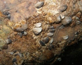 Quagga mussels