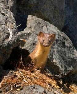 A long-tailed weasel poking its head out from behind some rocks A long-tailed weasel poking its head out from behind some rocks