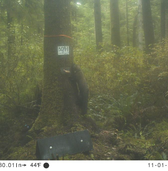 M079 scales a tree on a misty day.