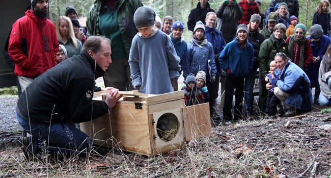 A fisher is released in Olympic National Park.