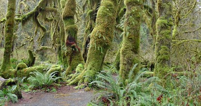 trail winding through sword ferns under trees with draperies of long green epiphytes hanging from branches