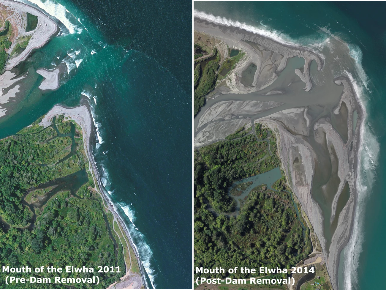 Mouth of River Change Two aerial photos of the mouth of the Elwha River side by side. The left was taken in 2011, pre dam removal. The right was taken in 2014, post dam removal and shows how much sediment was released and has now created a larger river delta.