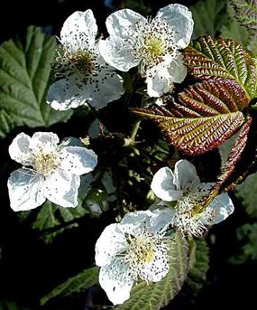 Himalayan Blackberry Himalayan Blackberry