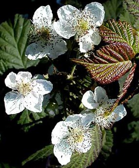 Himalayan Blackberry