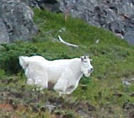 A large white mountain goat stands on a steep mountain slope.