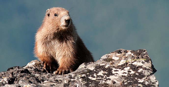 Olympic marmot on rock