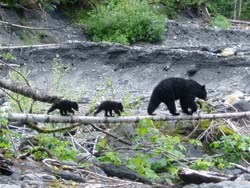 black bear and cubs