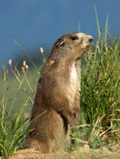 An Olympic marmot stands alert on its two hind legs in a meadow. The grasses that grow in the meadow are just about as tall as the marmot.