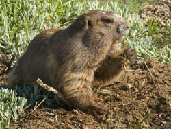 Marmot northshore hotsell