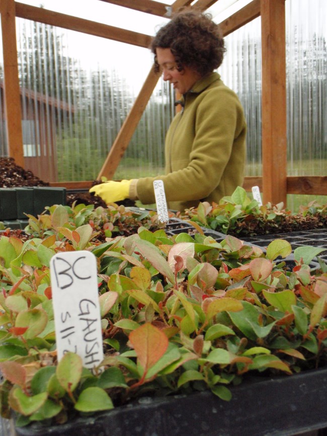 greenhouse jill