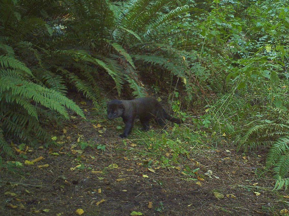 A fisher with nearly black fur walks among ferns in the forest.