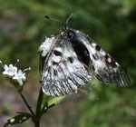 Pale white butterfly with black and orange wing markings sits on a tiny white flower