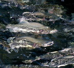 Multiple pink salmon swim against a river current.