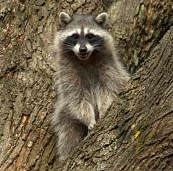 A raccoon in a tree A raccoon in a tree