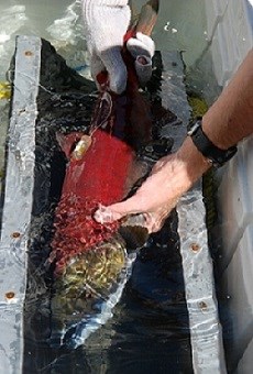 Radio tagging sockeye salmon in the Elwha River.