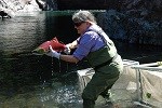 Releasing radio tagged sockeye salmon in the Elwha River.