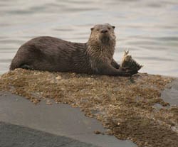 A river otter lying on a rock and eating a fish in the Strait of Juan de Fuca A river otter lying on a rock and eating a fish in the Strait of Juan de Fuca