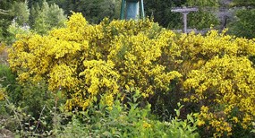 A large cluster of Scot's broom bushes with many tiny bright yellow flowers.