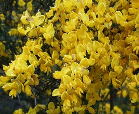 Scot's Broom Scot's Broom