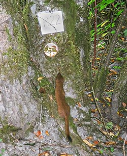 A short-tailed weasel investigating a shiny object during a monitoring project.