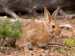 A snowshoe hare at Hurricane Ridge crouches low to the ground. A snowshoe hare at Hurricane Ridge crouches low to the ground.