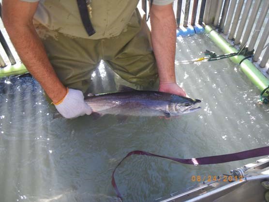 Sockeye salmon