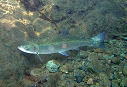 A steelhead viewed underwater. It looks somewhat metallic.
