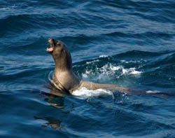 A Steller's sea lion bobs its head up in the waters of Cape Flattery. A Steller's sea lion bobs its head up in the waters of Cape Flattery.