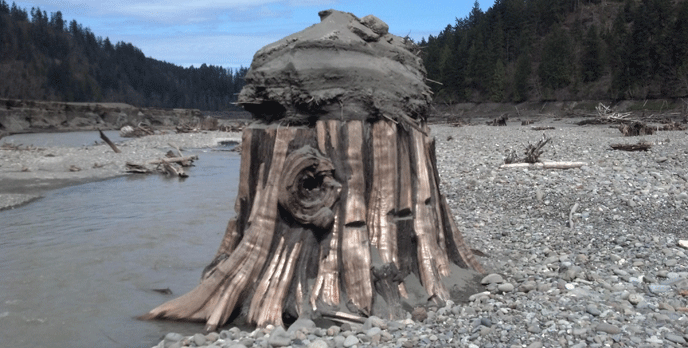 large stump on side of river with mud on top of it